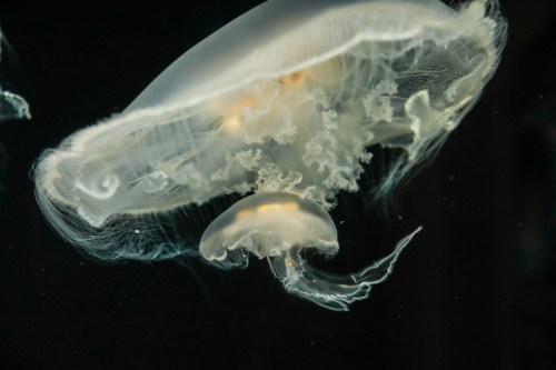 A translucent jellyfish floats gracefully in dark water, showcasing its delicate tentacles and bell shape.