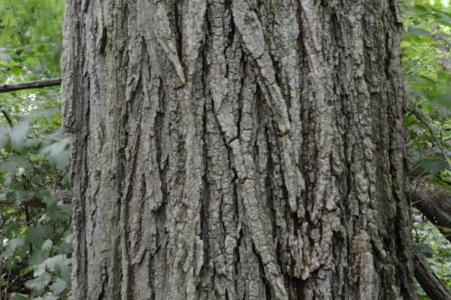 Close-up of a textured tree trunk with deep grooves and a rough surface, surrounded by green foliage.
