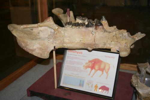 Fossilized skull of Dinohyus, displayed with an informational sign about the prehistoric creature.