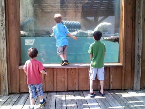 Three children observe animals through a large aquarium window at a zoo, standing on a wooden deck.
