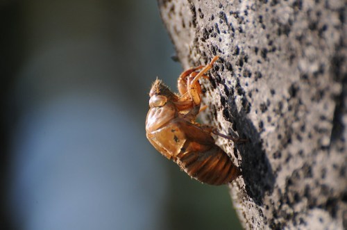 A close-up of a cicada shell clinging to a textured surface, showcasing its brown, exoskeleton-like appearance.