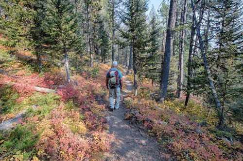 A hiker walks along a forest trail surrounded by colorful autumn foliage and tall trees.