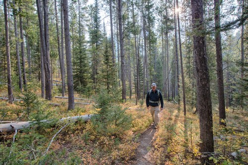 A person walks along a forest trail surrounded by tall trees and autumn foliage. Sunlight filters through the branches.