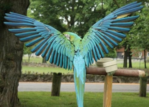A vibrant blue and green parrot spreads its wings wide, showcasing its colorful feathers against a natural background.