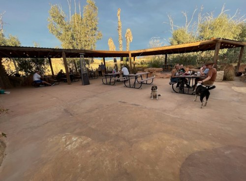 Outdoor gathering space with people at tables, dogs nearby, surrounded by trees and a cloudy sky.