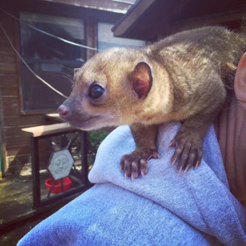 A small, furry animal with large eyes sits on a person's shoulder, surrounded by a rustic outdoor setting.