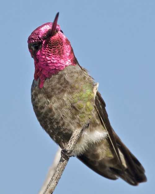 A colorful hummingbird with a vibrant pink head perched on a branch against a clear blue sky.