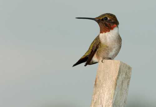 A hummingbird perched on a wooden post, showcasing its iridescent feathers and distinctive red throat.