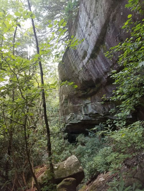 A rocky cliff surrounded by lush green trees and foliage in a serene forest setting.