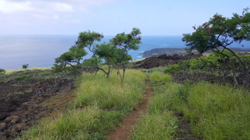 A scenic view of a grassy path leading to the ocean, framed by trees and rocky terrain under a blue sky.