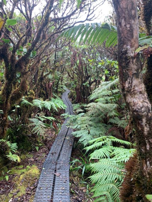 A narrow pathway made of metal grating winds through a lush, green forest filled with ferns and dense vegetation.