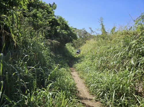 A narrow dirt path surrounded by tall grass and greenery, leading into a sunny, blue sky.