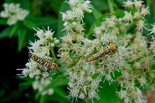 Two colorful insects with intricate patterns on white flowering plants, surrounded by green foliage.