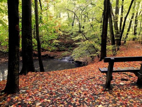 A serene forest scene with colorful autumn leaves, a small stream, and a wooden bench beside the water.