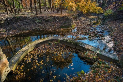A serene forest scene with a winding stream, surrounded by autumn leaves and trees, reflecting in still water.