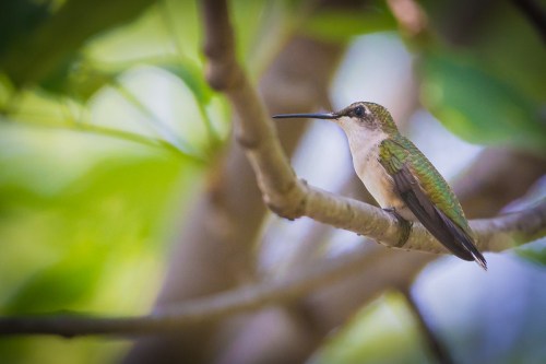 A hummingbird perched on a branch, surrounded by green foliage.