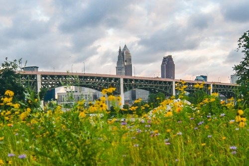 A bridge spans a river with a city skyline in the background, surrounded by vibrant wildflowers under a cloudy sky.