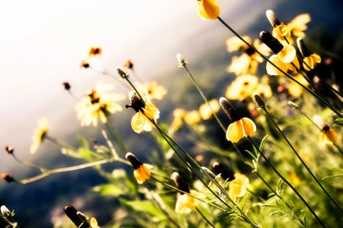 A field of vibrant yellow flowers swaying gently in the breeze, with a soft, blurred background.