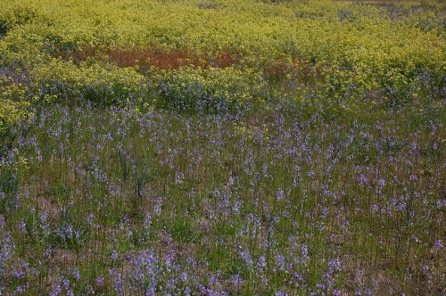 A vibrant field filled with purple and yellow wildflowers, creating a colorful landscape under a clear sky.