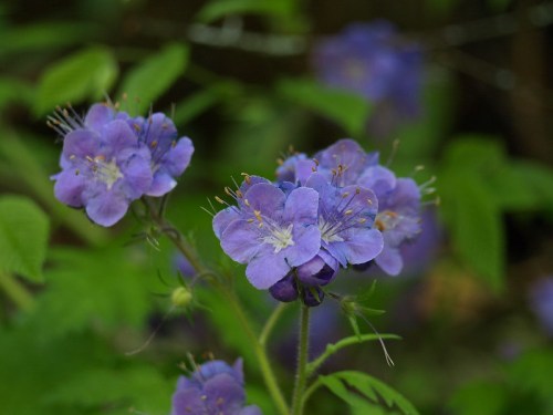 A cluster of delicate purple flowers with green foliage in the background.