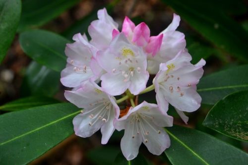 A cluster of delicate pink and white rhododendron flowers surrounded by dark green leaves.