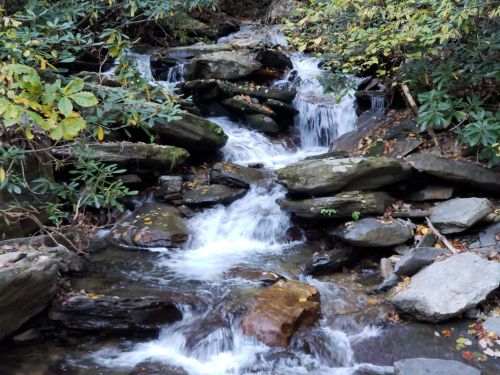 A serene stream flows over rocks, surrounded by lush greenery and autumn leaves.
