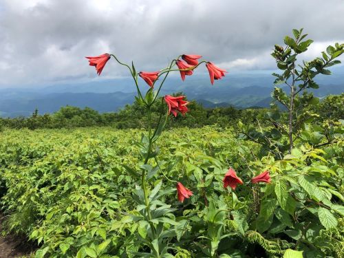 A cluster of red flowers stands tall amidst lush green foliage, with mountains and cloudy skies in the background.