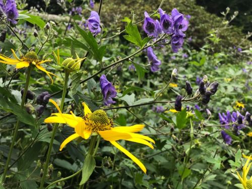 A vibrant garden scene featuring yellow and purple flowers among lush green foliage.