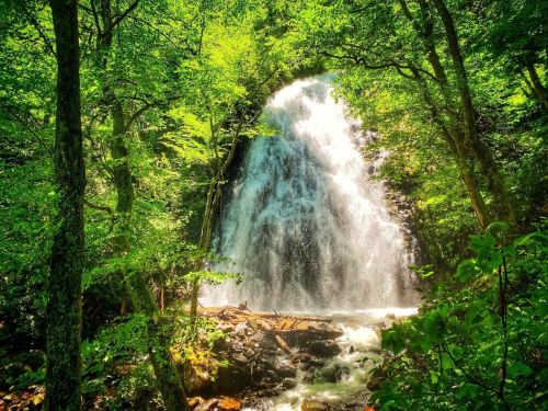A vibrant waterfall cascades through lush green trees, surrounded by a serene forest landscape.
