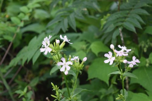 Delicate pink flowers bloom among lush green foliage in a natural setting.