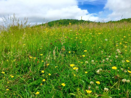 A vibrant meadow filled with yellow flowers and green grass under a blue sky with fluffy clouds.
