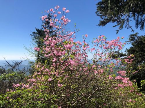 A blooming pink flower bush against a clear blue sky and distant mountains. Green foliage surrounds the scene.