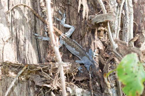 A lizard camouflaged against a textured tree trunk, surrounded by twigs and leaves.
