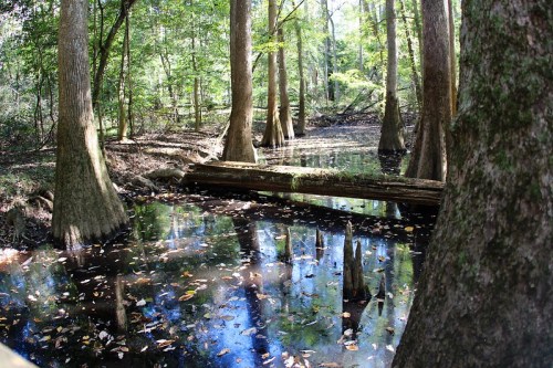 A serene forest scene with tall trees reflecting in a dark, still pond surrounded by fallen leaves.
