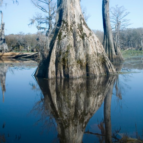 A cypress tree stands in calm water, reflecting its trunk and surrounding landscape under a clear blue sky.
