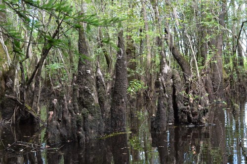 Cypress knees rise from dark water in a lush, green swamp, surrounded by trees and reflections in the water.