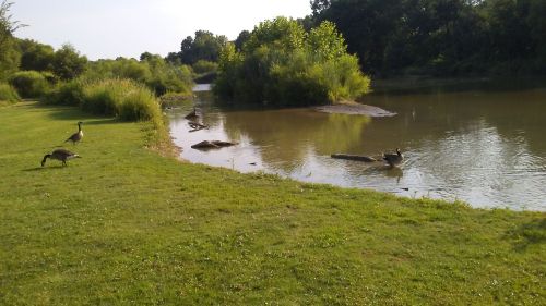 A serene river scene with geese on the shore and swimming, surrounded by lush greenery and calm water.