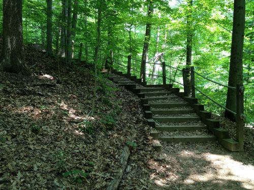 A wooden staircase leads up through a lush green forest, surrounded by trees and fallen leaves.