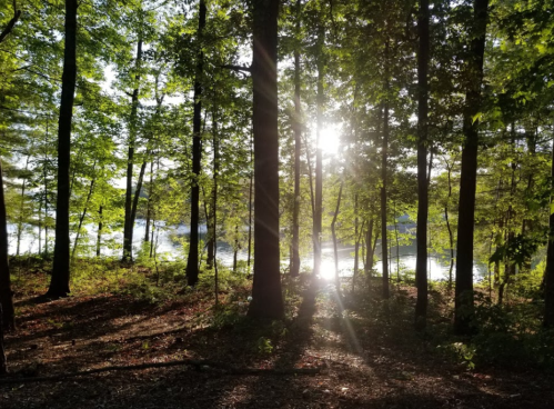 Sunlight filters through trees in a lush forest, reflecting off a serene lake in the background.