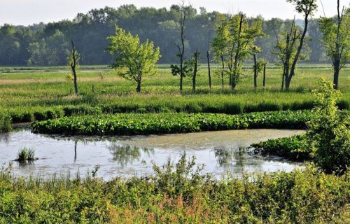 A serene wetland scene with lush greenery, trees, and a winding waterway reflecting the surrounding landscape.