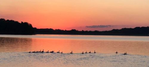 Silhouetted ducks swim in a calm lake at sunset, with vibrant orange and pink hues in the sky.