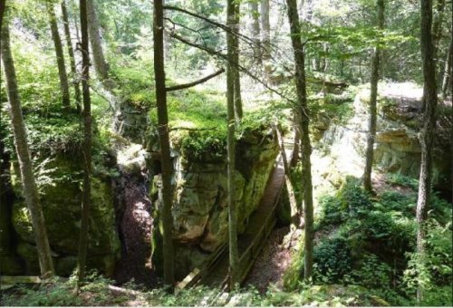 A serene forest scene with tall trees, moss-covered rocks, and a wooden bridge crossing a rocky ravine.