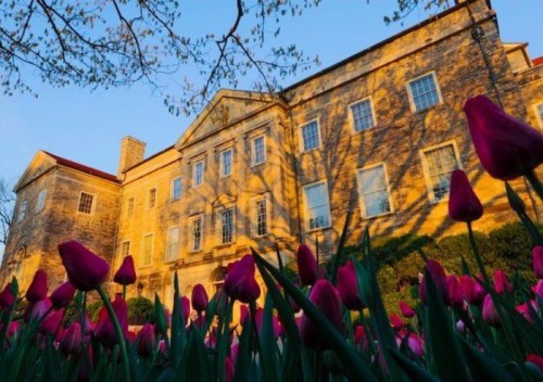 Historic stone building illuminated by sunset, surrounded by vibrant pink tulips in the foreground.