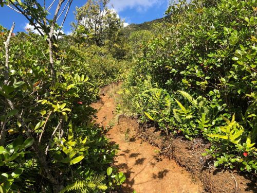 A narrow dirt path winds through lush green foliage and ferns under a bright blue sky.