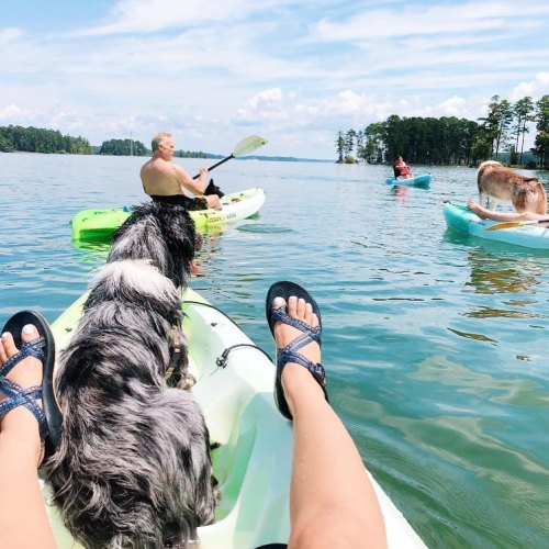 A person in a kayak with a dog, enjoying a sunny day on the water, surrounded by other kayakers and trees.