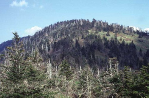 A mountainous landscape with a mix of evergreen trees and a grassy slope under a clear blue sky.