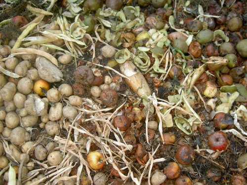 A close-up of a compost pile featuring various decomposing fruits and vegetables, including potatoes and apple cores.