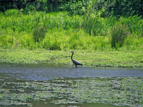 A heron stands in a calm pond surrounded by lush green vegetation and lily pads.
