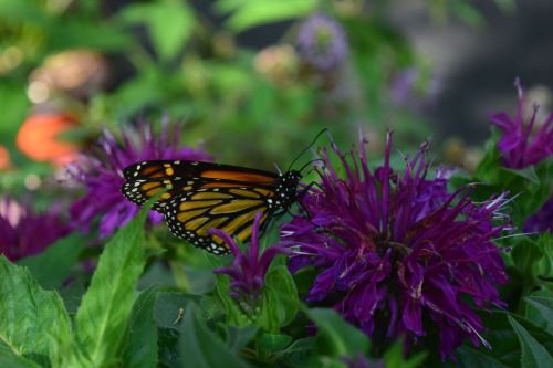 A monarch butterfly perched on vibrant purple flowers amidst green foliage.