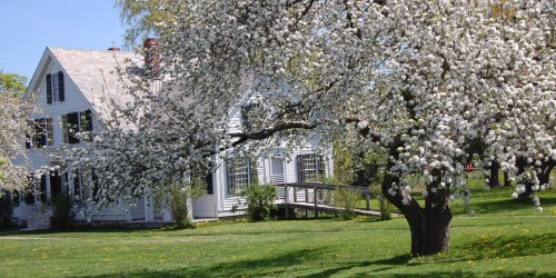 A white house surrounded by blooming trees and lush green grass on a sunny day.